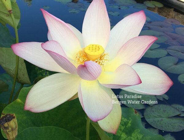 IMG_2347a-600x458 Piano Melody Lotus- One of our favorite! All ship in spring!