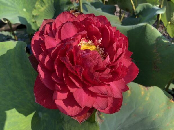 IMG_2358-z-600x450 Midnight Lotus a - Deepest Double Red! All ship in spring, 2024