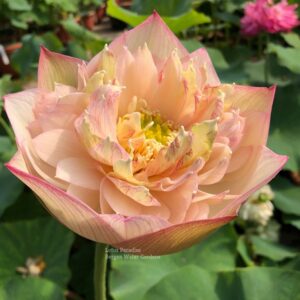 IMG_2371wm-300x300 Brilliant Orange Lotus - One of amazing lotus (All Ship Spring 2024)