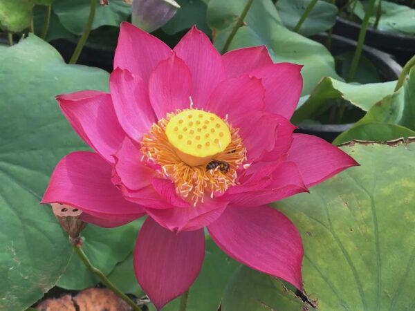 IMG_2412_Moment_Moment-a-600x450 Chinese Red Zunyi Lotus - All Ship Spring 2024