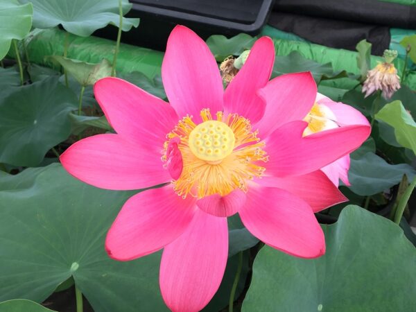 IMG_2434a-600x450 Chinese Red Beijing Lotus - Deepest Red ( All ship in spring 2023)