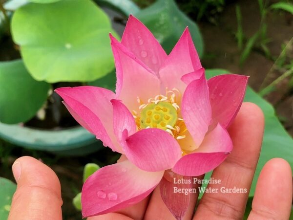 IMG_2452a-600x450 Spring Rain in Linan Lotus - Micro Lotus Winner!!!! All ship in spring,2024