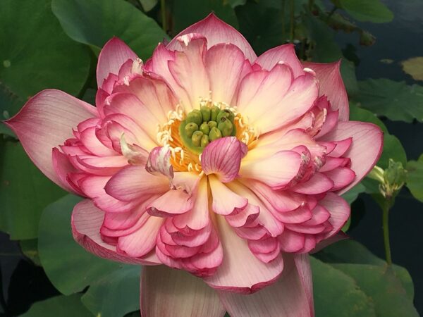 IMG_2504a-600x450 Super Excellent Lotus ( One of excellent blooming with large flower)- All ship in spring