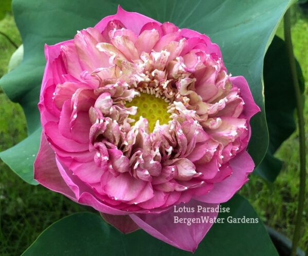 IMG_2636a-600x499 Peak of Pink Lotus - All Ship Spring