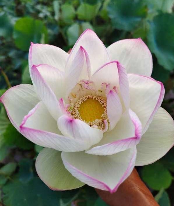 IMG_2748-2 25-White Lady Lotus - LARGE white color flower and shipping in spring 2024