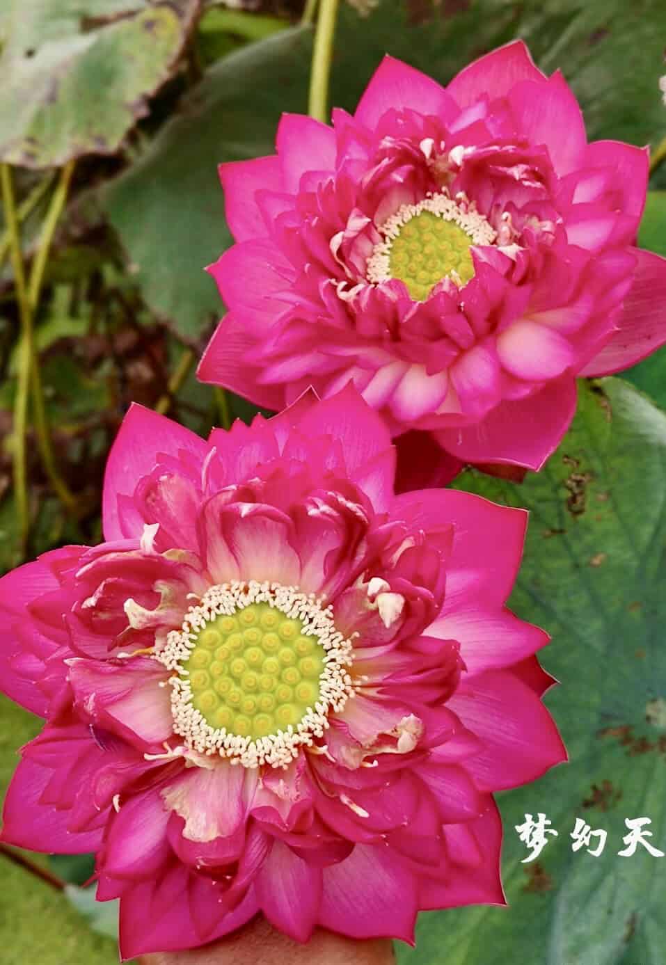 B賞 野獣 Dreaming Flowers Dreaming Angel Lotus – Just don't miss this LARGE Pink