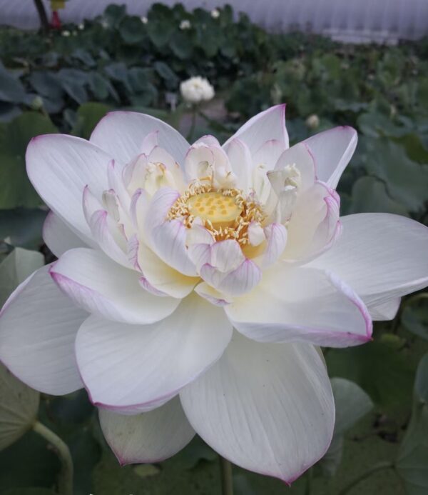 IMG_2769-600x693 25-White Lady Lotus - LARGE white color flower and shipping in spring 2024