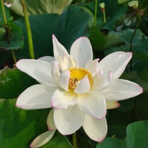 IMG_2814-300x300 25-White Lady Lotus - LARGE white color flower and shipping in spring 2024
