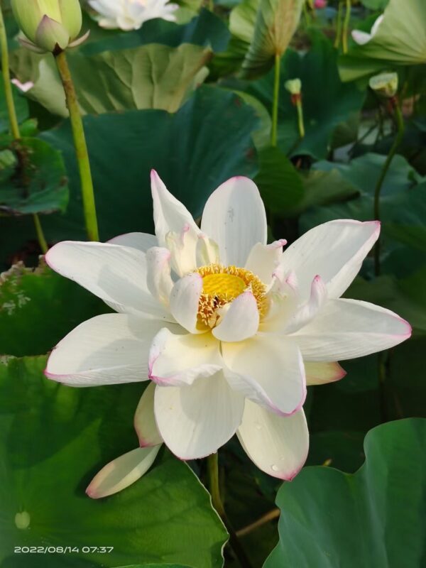 IMG_2814-600x800 25-White Lady Lotus - LARGE white color flower and shipping in spring 2024