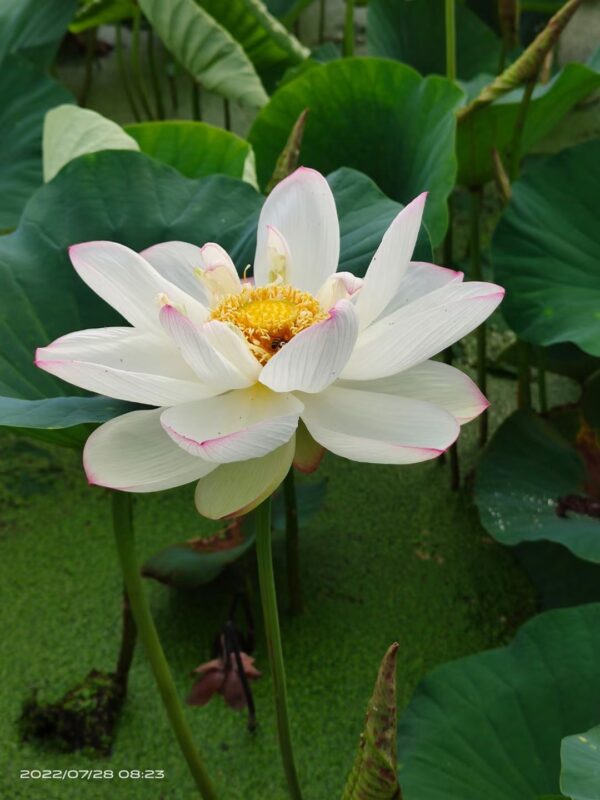 IMG_2815-600x800 25-White Lady Lotus - LARGE white color flower and shipping in spring 2024