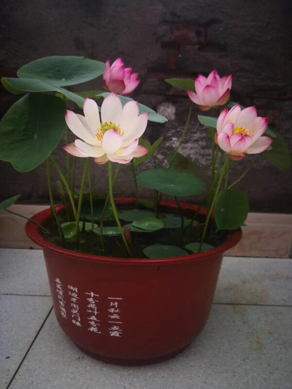 IMG_2816-600x800 17-Cong Ke Lotus - One of tea cup lotus and WINNER, ship in spring, 2024!!