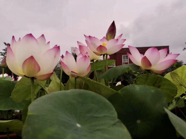 IMG_2817-600x450 17-Cong Ke Lotus - One of tea cup lotus and WINNER, ship in spring, 2024!!