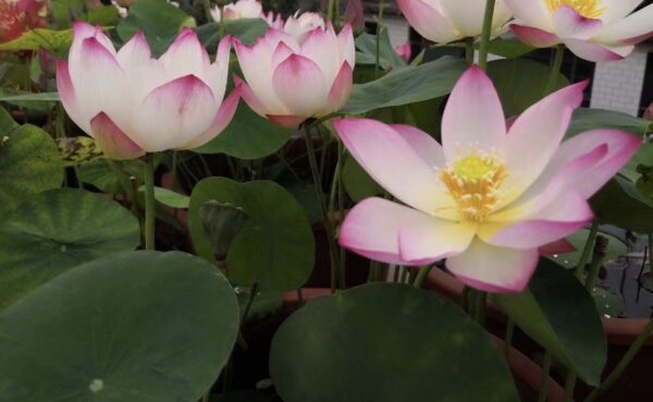 IMG_2818-600x369 17-Cong Ke Lotus - One of tea cup lotus and WINNER, ship in spring, 2024!!