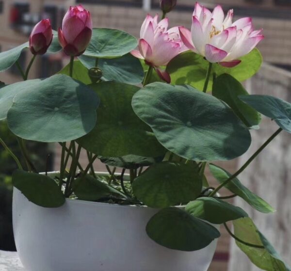 IMG_2819-600x559 17-Cong Ke Lotus - One of tea cup lotus and WINNER, ship in spring, 2024!!