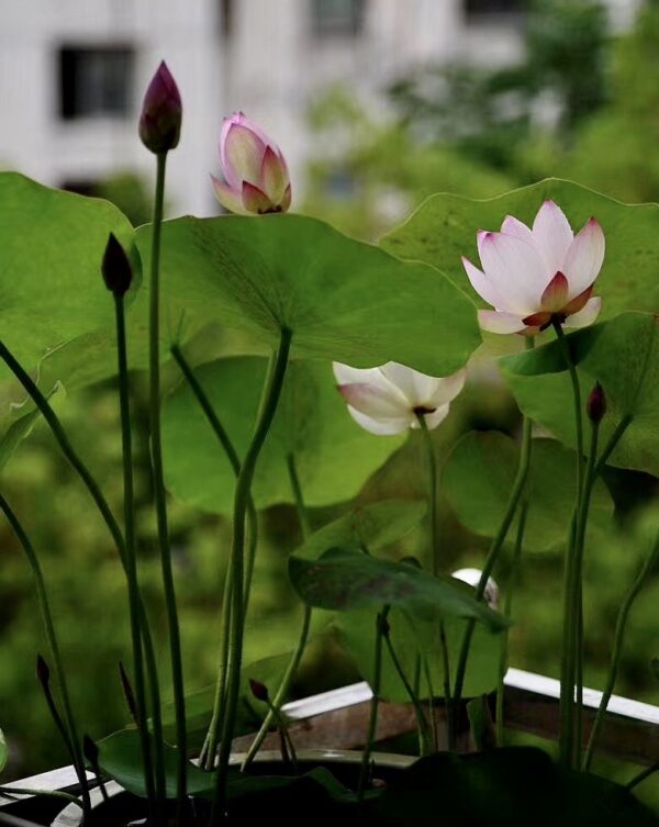 IMG_2837-600x753 17-Cong Ke Lotus - One of tea cup lotus and WINNER, ship in spring, 2024!!