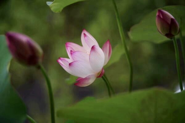 IMG_2838-600x400 17-Cong Ke Lotus - One of tea cup lotus and WINNER, ship in spring, 2024!!