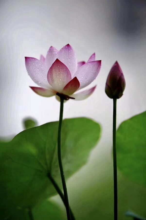 IMG_2839-600x900 17-Cong Ke Lotus - One of tea cup lotus and WINNER, ship in spring, 2024!!