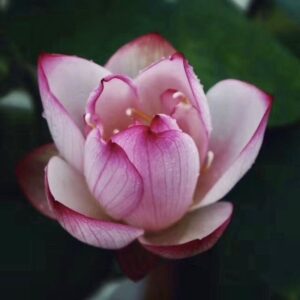 IMG_2840-300x300 17-Cong Ke Lotus - One of tea cup lotus and WINNER, ship in spring, 2024!!