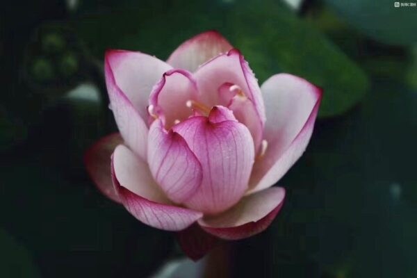 IMG_2840-600x400 17-Cong Ke Lotus - One of tea cup lotus and WINNER, ship in spring, 2024!!