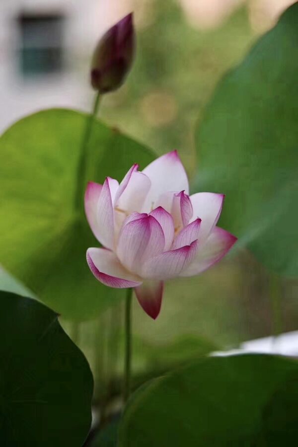 IMG_2841-600x900 17-Cong Ke Lotus - One of tea cup lotus and WINNER, ship in spring, 2024!!