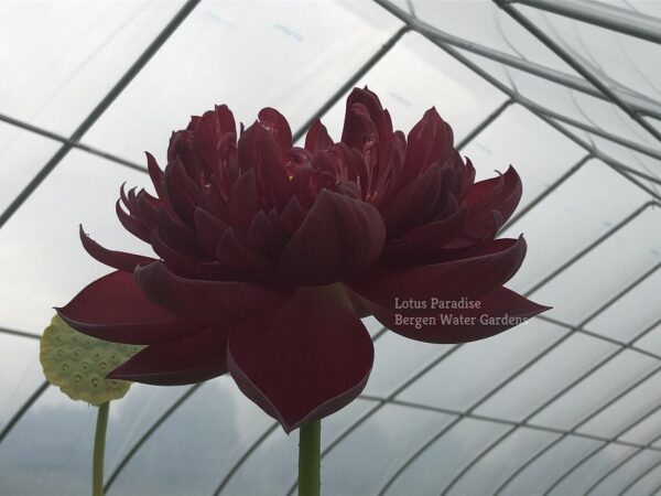 IMG_2848wm-R-600x450 02-Black Red Lotus(Mo Hong Lotus)- The DARKEST RED lotus, only available at our website( All ship in spring, 2024)