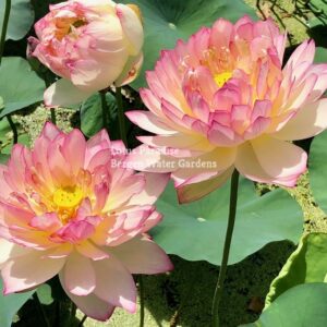 IMG_2882a-300x300 Raining Love Lotus - Don't Miss it!!!! All ship in spring