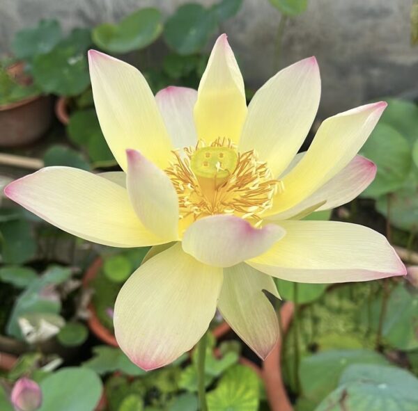 IMG_3017-600x591 Autumn in Lu City Lotus - Amazing versicolor lotus , shipping in spring 2024