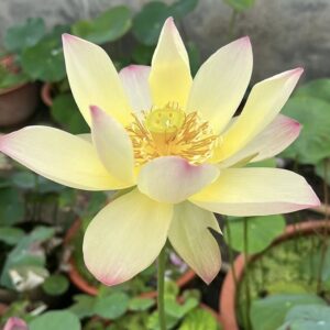 IMG_3018-300x300 Autumn in Lu City Lotus - Amazing versicolor lotus , shipping in spring 2024