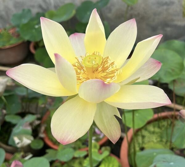 IMG_3018-600x543 Autumn in Lu City Lotus - Amazing versicolor lotus , shipping in spring 2024