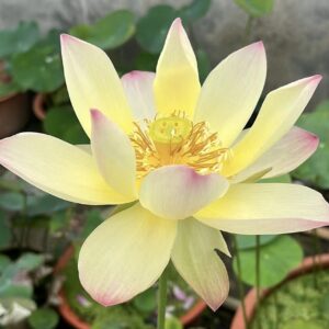 IMG_3019-300x300 Autumn in Lu City Lotus - Amazing versicolor lotus , shipping in spring 2024