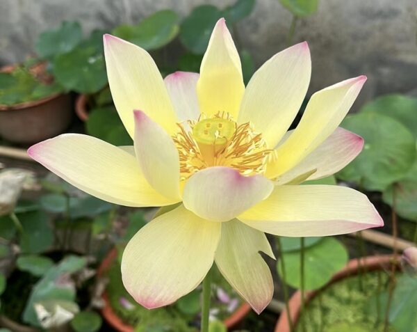 IMG_3019-600x477 Autumn in Lu City Lotus - Amazing versicolor lotus , shipping in spring 2024