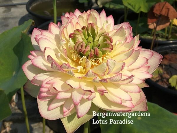 IMG_3026a-600x450 Pink Brocade Lotus( Xin Yun Jin)- Winner!!