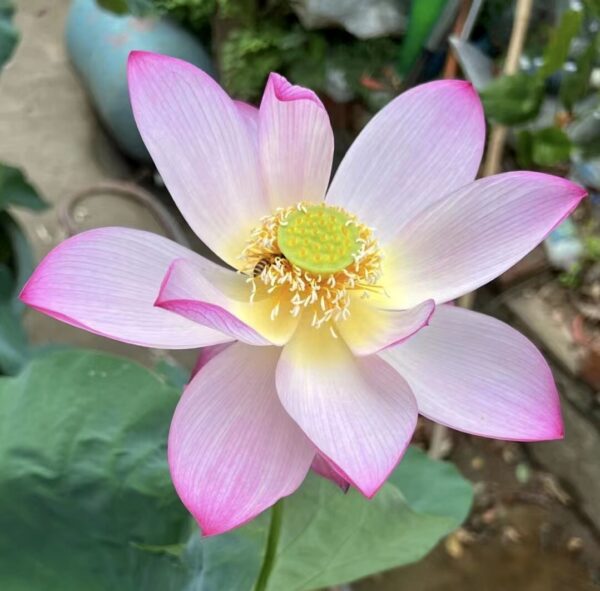 IMG_3029-600x591 Thread Lotus - Pretty Single Petals lotus