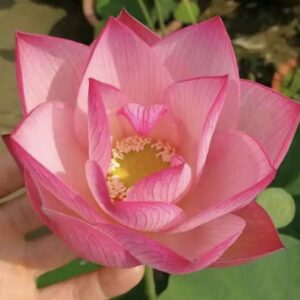 IMG_3031-300x300 Thread Lotus - Pretty Single Petals lotus