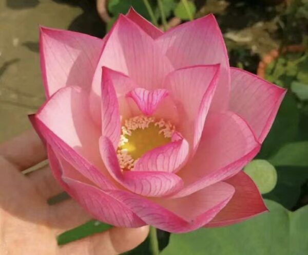 IMG_3031-600x496 Thread Lotus - Pretty Single Petals lotus