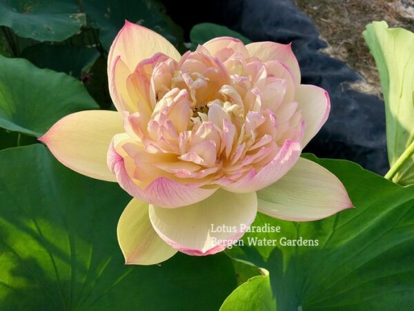 IMG_3053a-600x450 Fairy Clouds Lotus - One of BIGGEST versicolor lotus -All Ship Spring