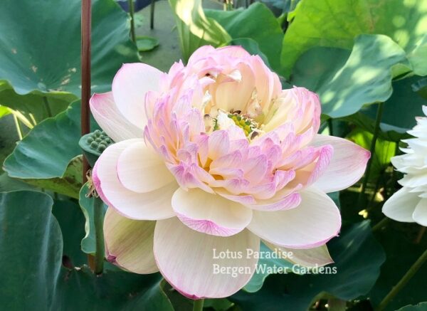 IMG_3054a-600x437 Fairy Clouds Lotus - One of BIGGEST versicolor lotus -All Ship Spring