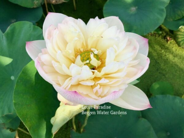 IMG_3056a-600x450 Fairy Clouds Lotus - One of BIGGEST versicolor lotus -All Ship Spring
