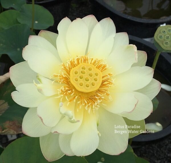 IMG_3069a-600x571 Pink Beauty Lotus - Lovely Yellow Color(All Ship Spring)