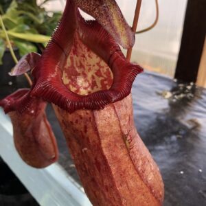 IMG_3081-r-300x300 Nepenthes ventricosa x robcantleyi BE 3824