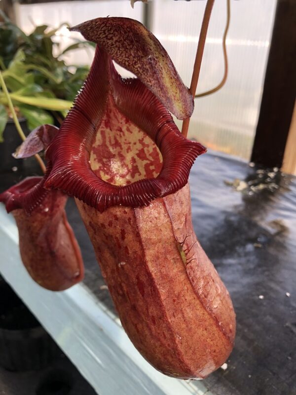 IMG_3081-r-600x801 Nepenthes ventricosa x robcantleyi BE 3824