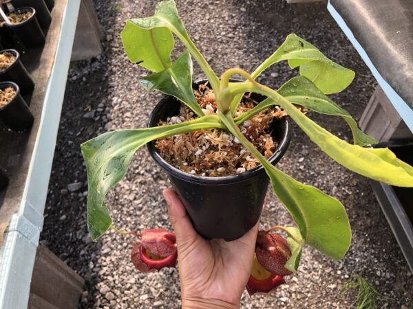 IMG_3083-1-R-600x450 Nepenthes ventricosa x robcantleyi BE 3824