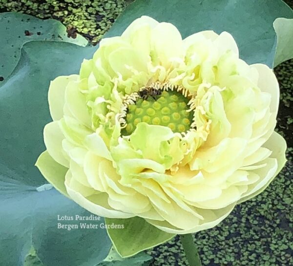 IMG_3104a-600x546 31-Gold &Jade Peony Lotus- Best Double Green Lotus! ( All ship in spring 2024)