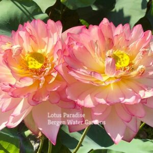IMG_3125a-300x300 Raining Love Lotus - Don't Miss it!!!! All ship in spring