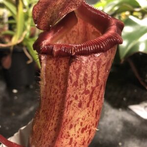 IMG_3126-R-300x300 Nepenthes ventricosa x mira BE 3821