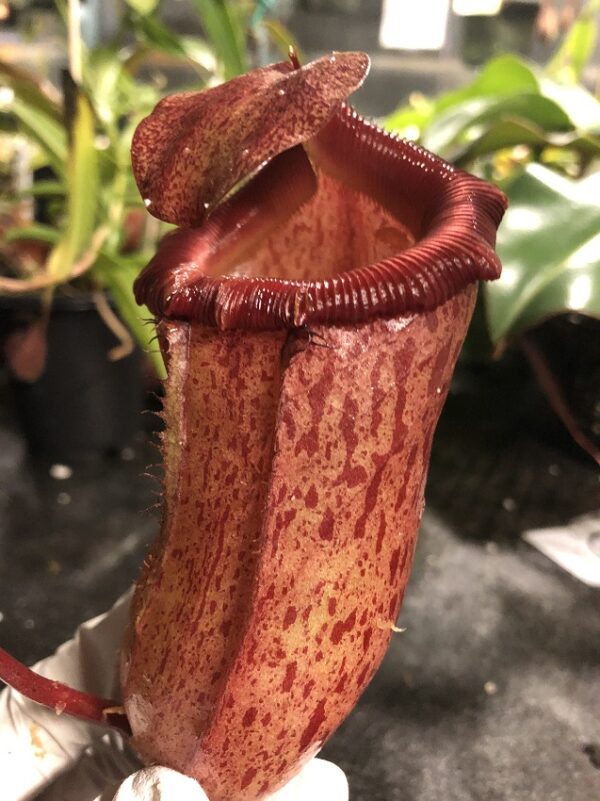 IMG_3126-R-600x801 Nepenthes ventricosa x mira BE 3821
