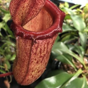 IMG_3127-R-300x300 Nepenthes ventricosa x mira BE 3821