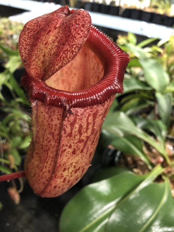 IMG_3127-R-600x801 Nepenthes ventricosa x mira BE 3821