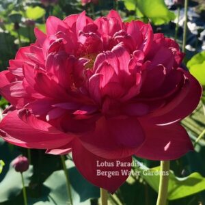 IMG_3152a-300x300 Ruby 15 Lotus - Don't Miss it!!!! All ship in spring