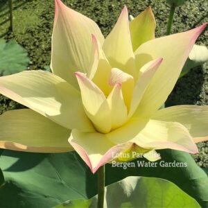IMG_3166a-300x300 Golden Monkey Lotus - One of Nicest Versicolor! All ship in spring, 2024